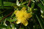 Shrubby St. Johnswort